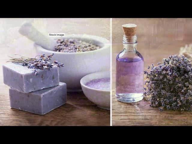 Cottage Farms 3-Piece Aromatico Lavender Live Plants on QVC