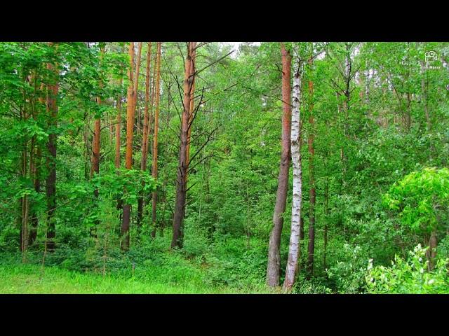 Посёлок Высокое Оршанский район Витебская область Беларусь. Автор фото Виталий Андрейчук