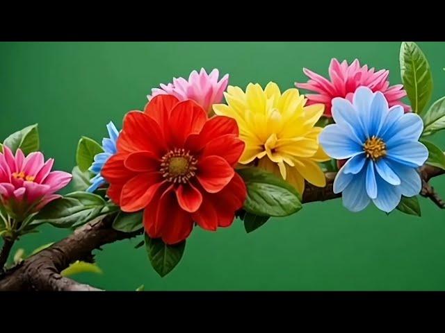 colourful flowers tree branch green screen video | flower green screen free video