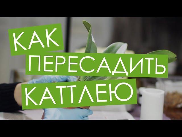 Как пересадить новую каттлею. Blc. Chian-Tzy General 'CT-Samuel' от Miki Orchid. Вып. 5