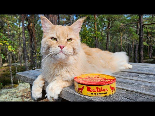 Cat Tries Surströmming - The Smelliest Food In the World!