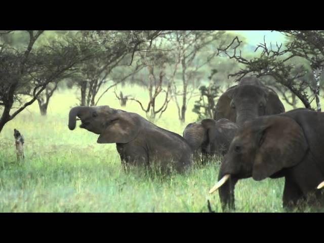 Elephants playing in Serengeti National Park