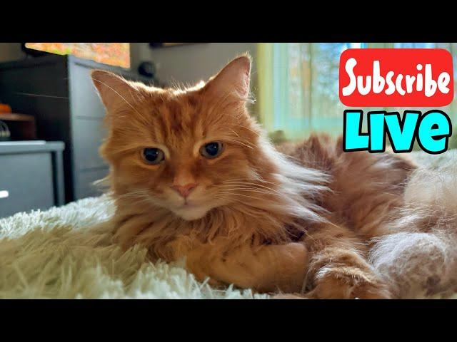 TGIF - Friday Fluff - Live Stream