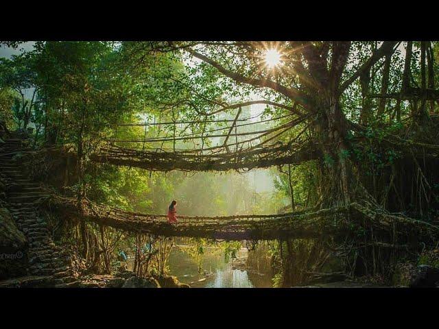 Meghalaya. Living Root Bridges.