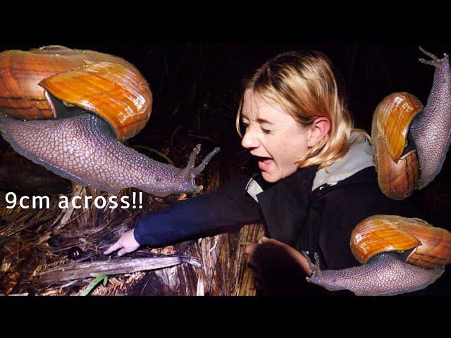 a quest to find New Zealand's GIANT snails (PART II)