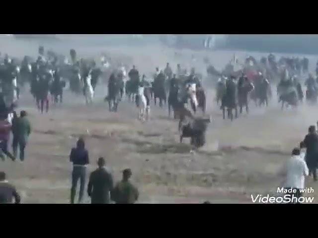 Qashqadaryo mashxur polvonlari uloqda