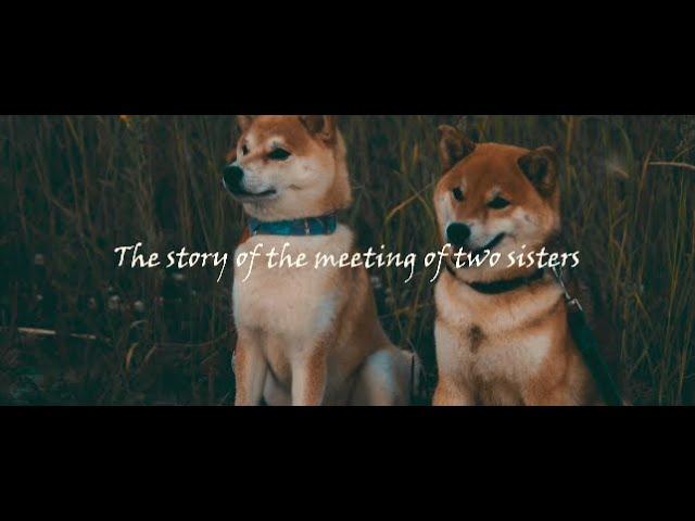 The story of the meeting of two sisters (Shiba inu)