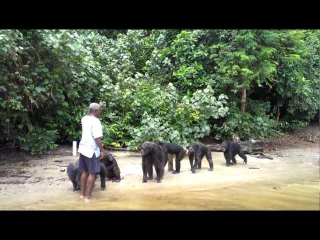 Chimpanzee Island, Liberia - Part 1/2