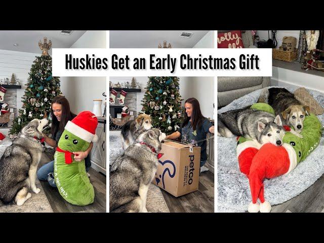 Huskies Get an Early Christmas Gift