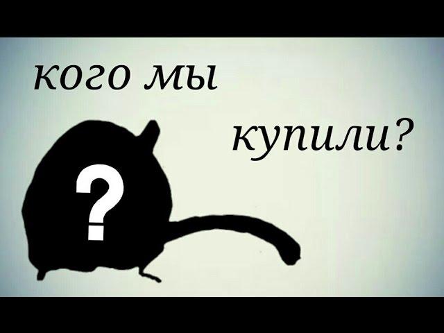 Кого мы купили????????!!!!!!!!!!!!!!