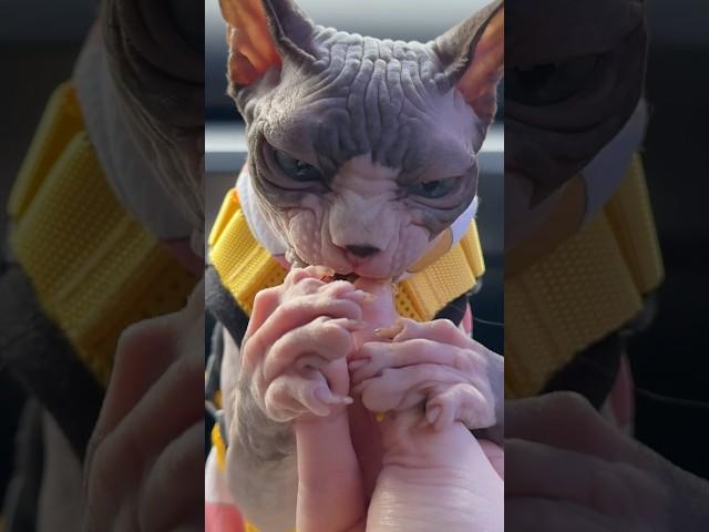 Time for the controversial eating an egg in the car  #sphynx #hairlesscats #cat #asmr #mukbang