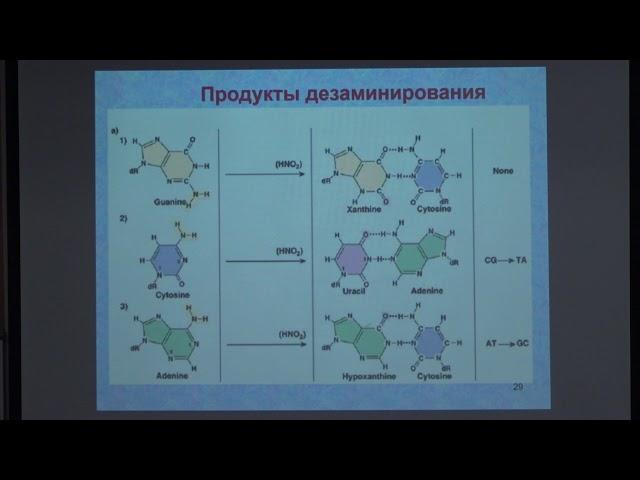 Зиновкина Л. А. - Молекулярная биология митохондрий - Репарация мтДНК