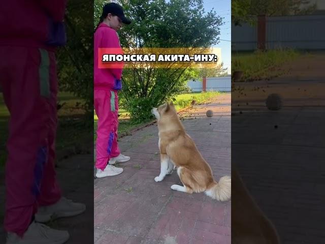 Различия двух акит в одном видео #акита #shorts 