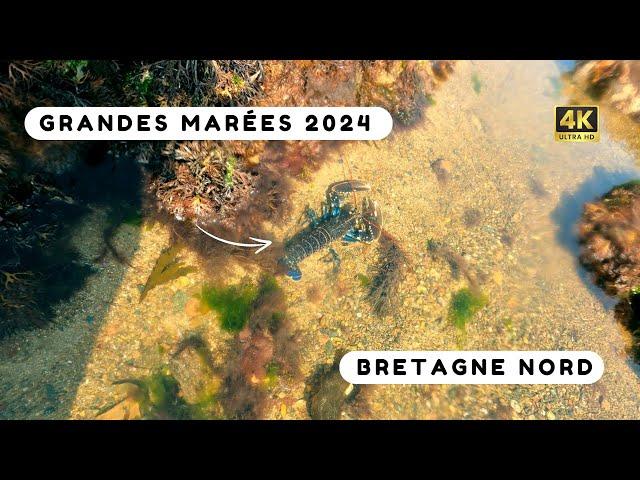 On pêche deux homards pendant les grandes marées ! Pêche à pied Bretagne - Côtes d’Armor