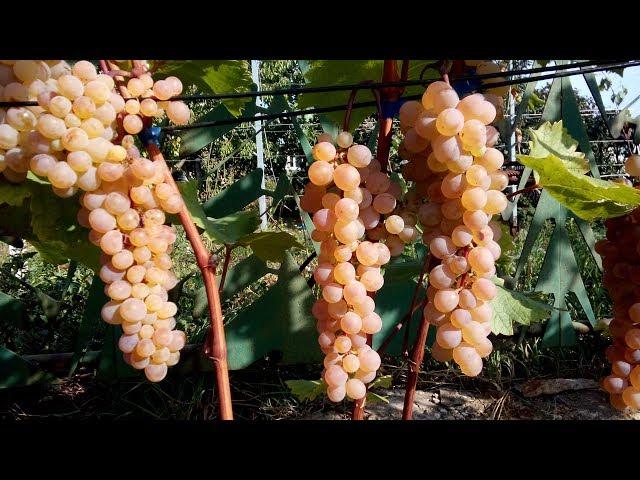 Cuttings of grapes. A great method for Bayern. Grape center/grape center