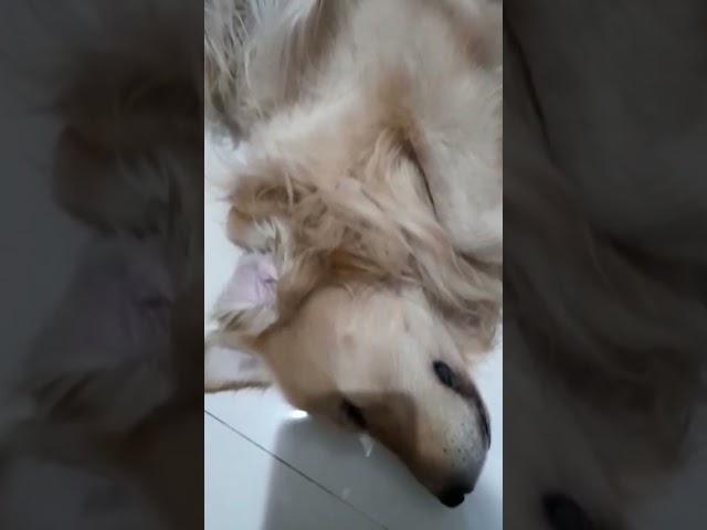 PORNO... GAYA TIDUR MU MAS.... micky the golden retriever