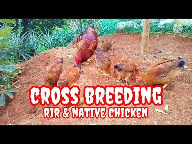 Cross Breeding Result RIR & Native Chicken #freerangechicken #nativechicken #crossbreeding #rir