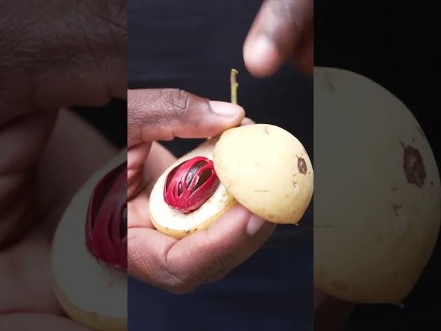 Nutmeg, The Black Gold Of Grenada 