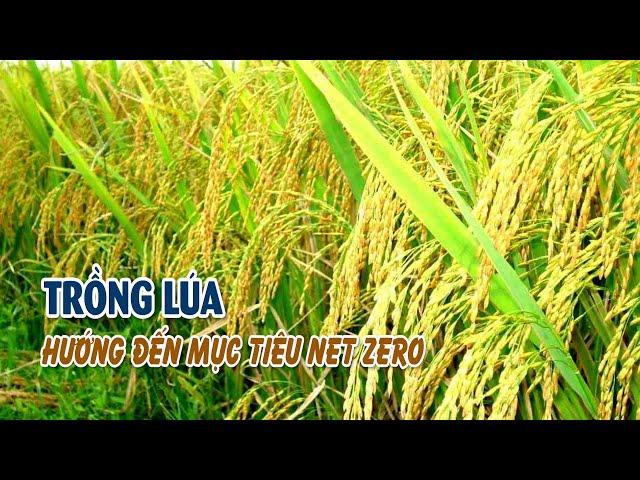 Trồng lúa hướng đến mục tiêu Net zero | BẢN TIN NÔNG NGHIỆP 06/11/2024