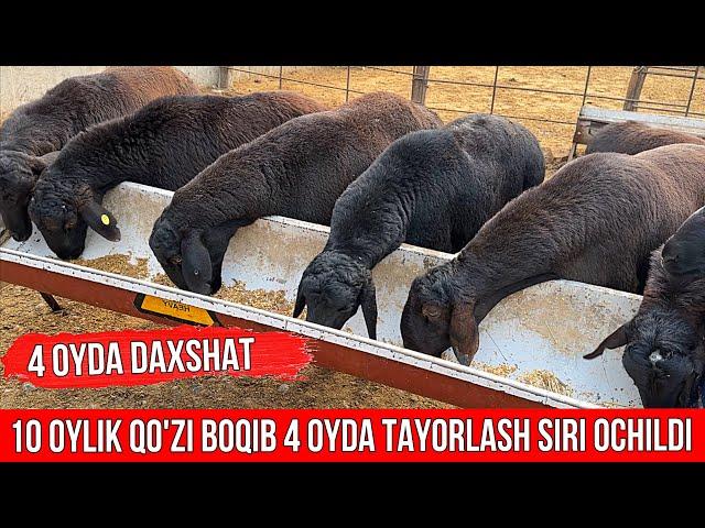 YANGICHA USLUBDA QO'CHQOR BOQISH BIZNESI TEZ VA SAMARALI BOQISH USULI.