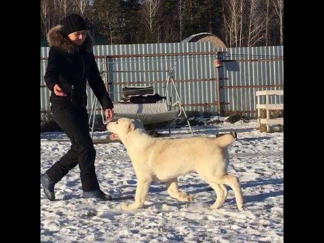 Наследие Воина Ахиллес, 4.5 месяца. #наследиевоина