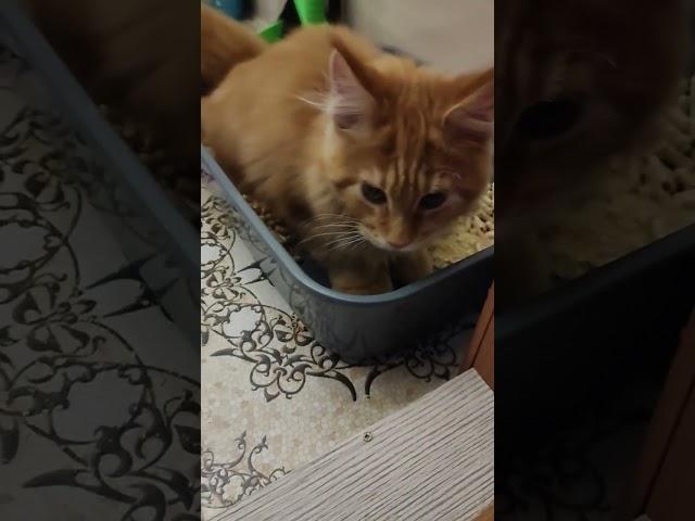 мей-кун Цезарь  #котики