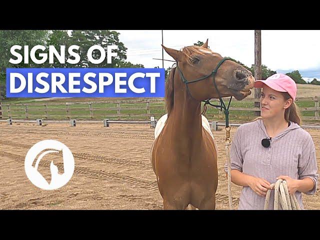 SIGNS A HORSE DOESN’T RESPECT YOU | Horse Behavior Guide