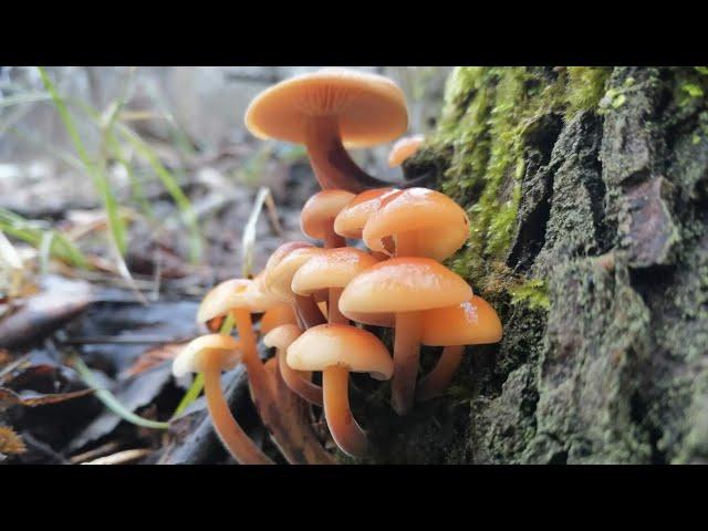 Winter mushrooms went. Flammulina velutipes. Pleurotus ostreatus