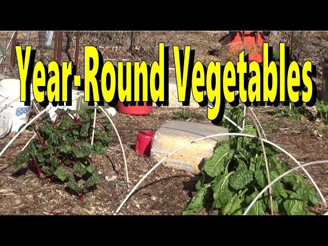 Year round vegetables with cold frames and container gardening