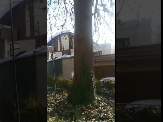 Дерево Павловния  Узбекистане Россия Казахстан Кыргызстан