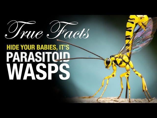 True Facts: Parasitoid Wasps