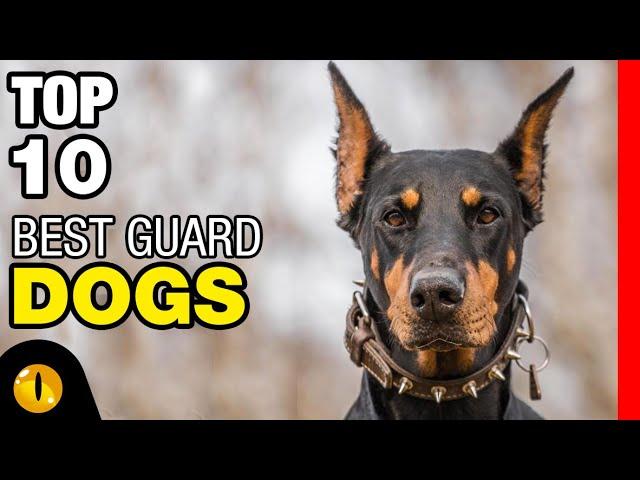 TOP 10 BEST GUARD DOG BREEDS