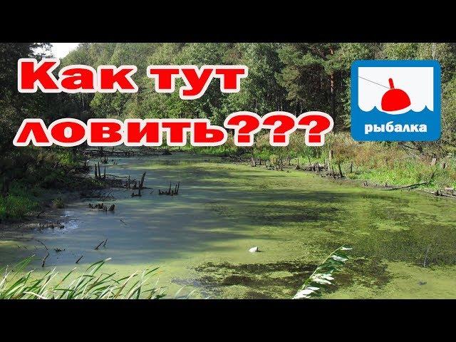 Как поймать рыбу на полностью заросшем водоёме_отчёт о рыбалке