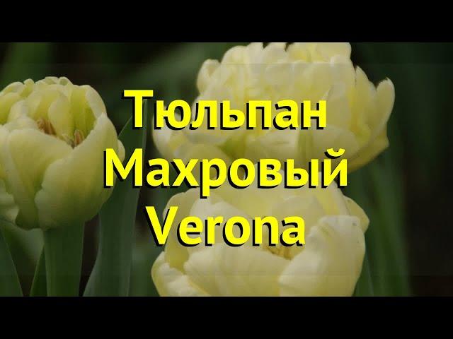 Тюльпан махровый Верона. Краткий обзор, описание характеристик, где купить саженцы tulipa Verona