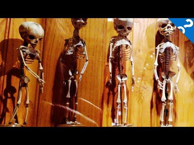 4 Weird Museums You Really Should Visit | What the Stuff?!