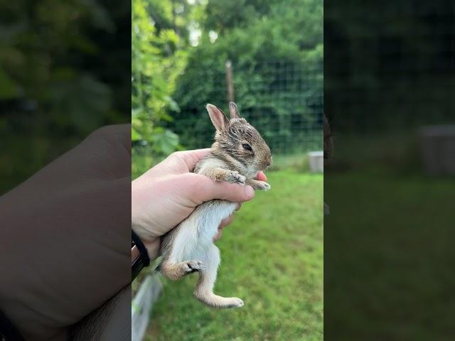 Bunny Garden Surprise