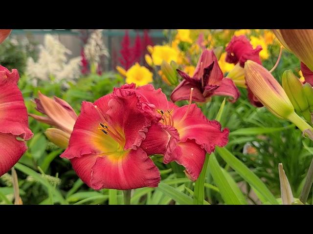 Hemerocallis Earlybird Cardinal™ (Daylily) // Magnificent LARGE Red Flowers, A Show-stopper!