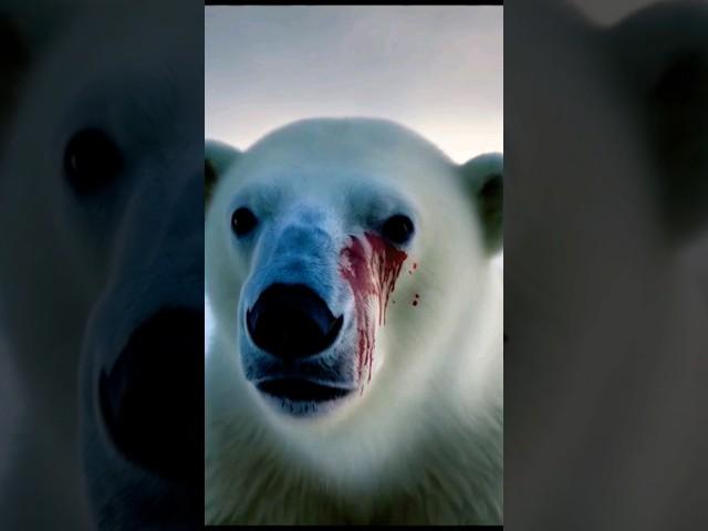 POLAR BEARS IN DANGER, PLEASE HELP! #animalactivism #sos #shorts