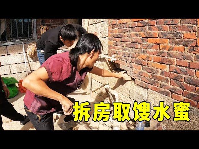 The farmhouse was shocked by the honey beehive  and the crowd staged the demolition of the house to