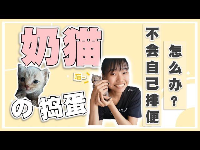 【奶猫的捣蛋日常】如何刺激它排便？《去日本前の小分享》| The Mischievous Kitten