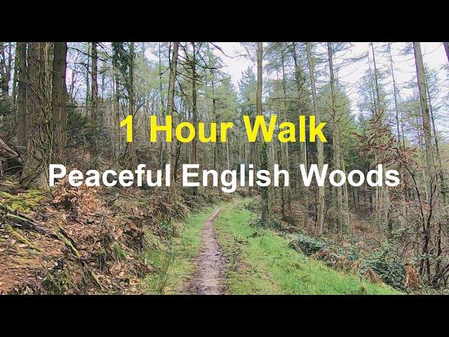 Walking In The Woods - 1 Hour Virtual Walk For Treadmill Workout Scenery - Peaceful Forest Hike