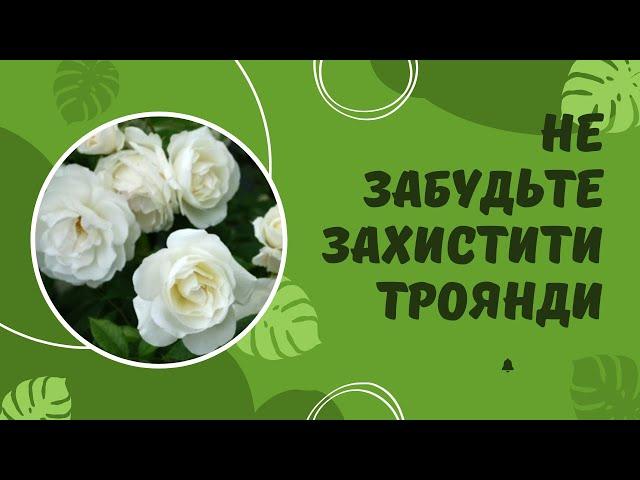 Попелиця, трипс, павутинний кліщ -  як захистити троянди