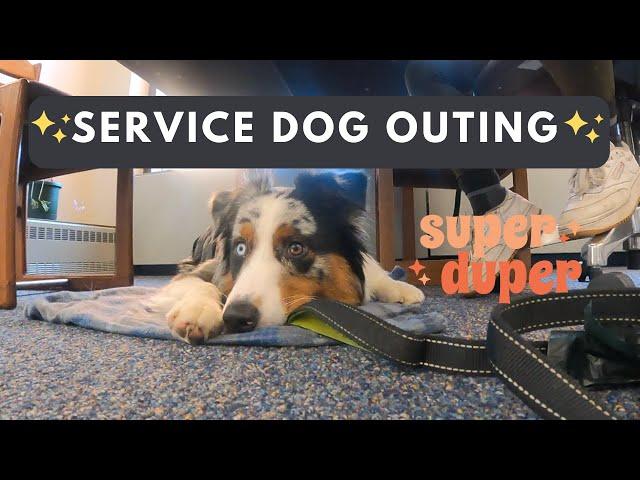 Service Dog Outing at the Library & Updates! Public Access Training | AstroFromTheBlue