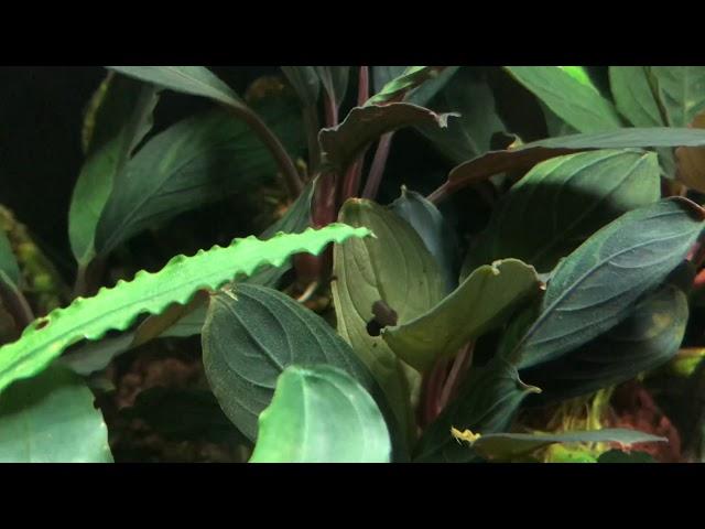 Bucephalandra Achilles-the secret of growing!!!