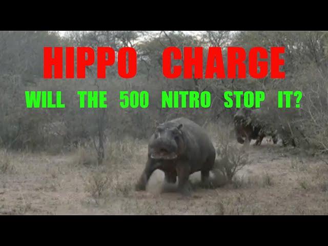 HIPPO CHARGE. STOPPED WITH THE 500 NITRO EXPRESS