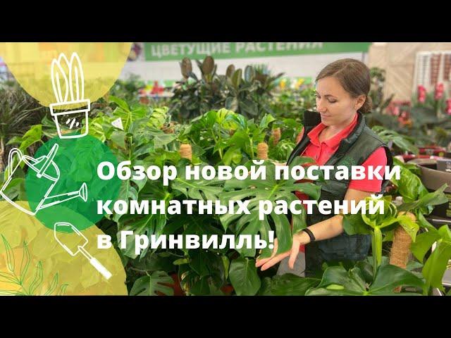 Обзор новой поставки комнатных растений в Гринвилль! Роскошные крупномеры вас удивят!