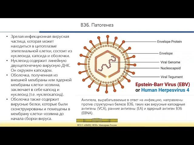 Вирус Эпштейн-Барр: современный взгляд на проблему»