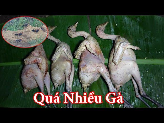 SĂN GÀ RỪNG ĐÊM, NGỦ RỪNG - T4 - THỢ NÚI