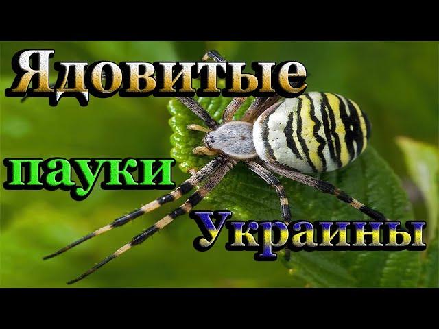 Какие ядовитые пауки водятся в Украине? Как спастись от укусов паука!