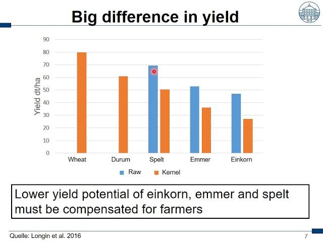 How to successfully establish spelt, emmer and einkorn